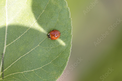ladybug leaf isolated spring summer background