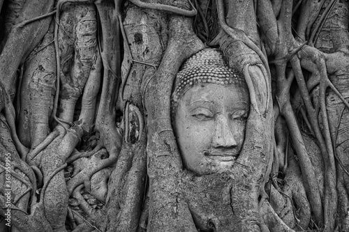 Buddha's Head in Banyan Tree Roots