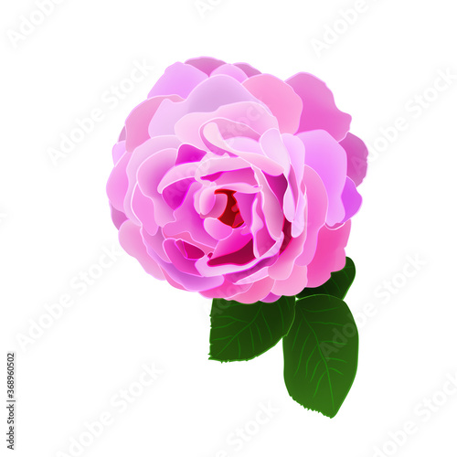 Isolated rose in realistic style. Vector illustration.