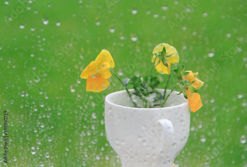 Still life with yellow flowers in a white Cup on a rainy day. photo