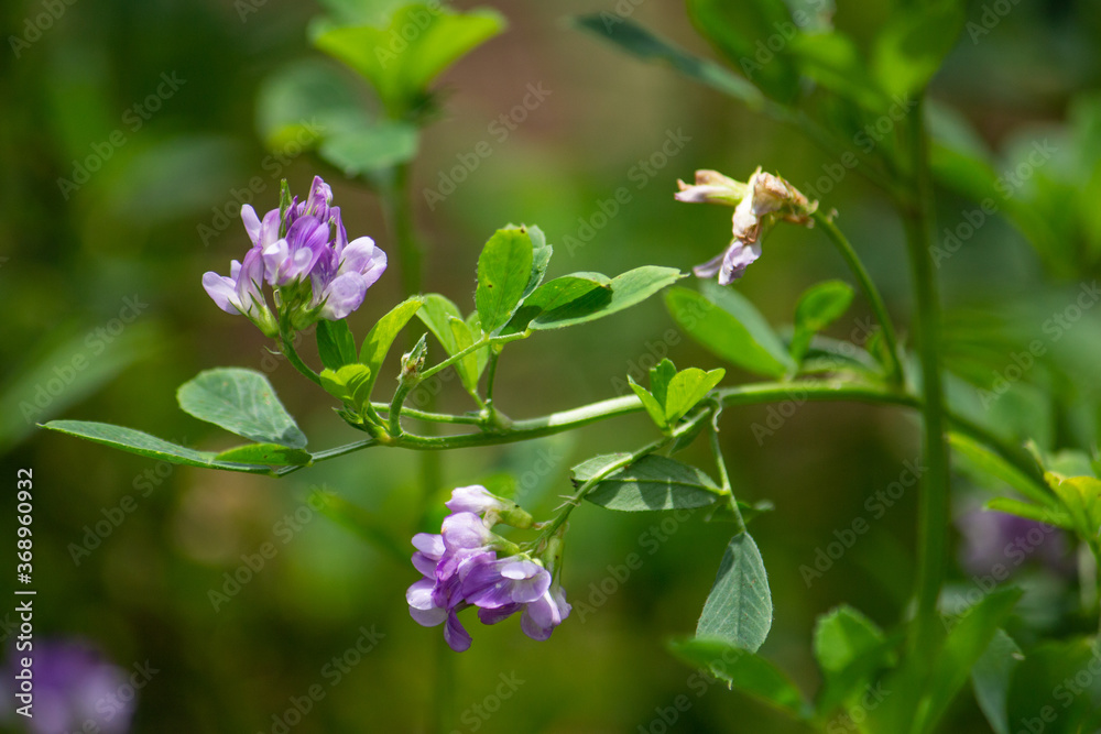 ムラサキウマゴヤシ(紫馬肥やし、英: Alfalfa、Medicago sativa) ムラサキウマゴヤシ(紫馬肥やし、英: Alfalfa、Medicago sativa)