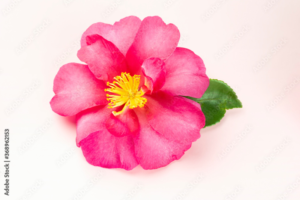 Tropical pink flower isolated on light background Tropical pink flower isolated on light background