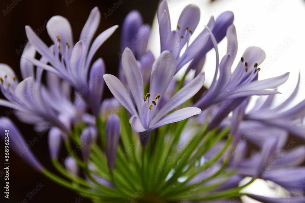 Fototapeta premium Blue flower Agaphantus africanos