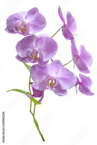 purple orchid flower isolated on white