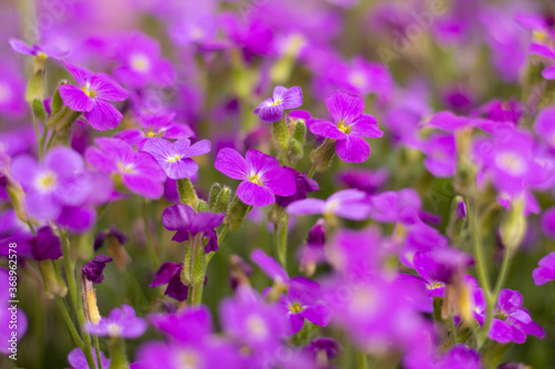 Violet-pink flowers close up
