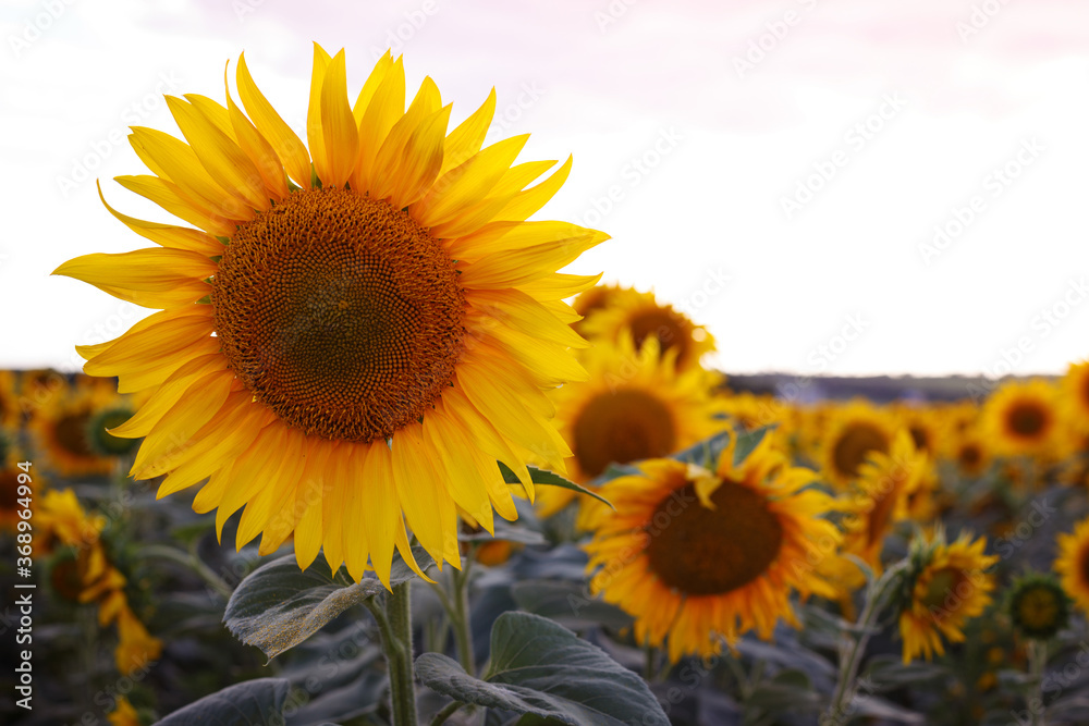 sunflower flowers at the evening field