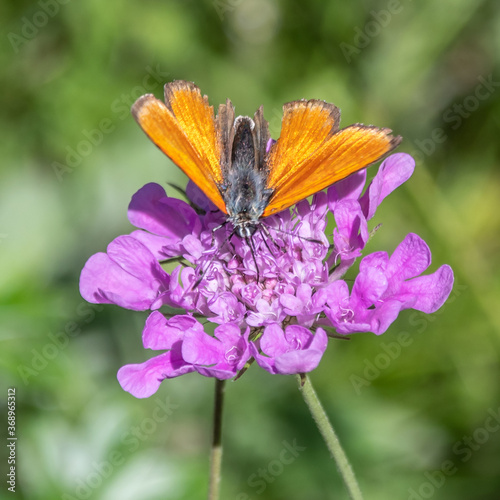 Papillon sur une fleur - butterfly on a flower