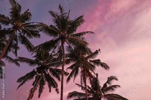 Palm Trees Silhouette At Sunset