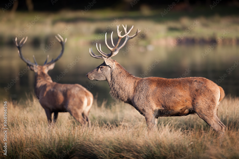 Deux cerfs dans une plaine dans les hautes herbes Deux cerfs dans une plaine dans les hautes herbes