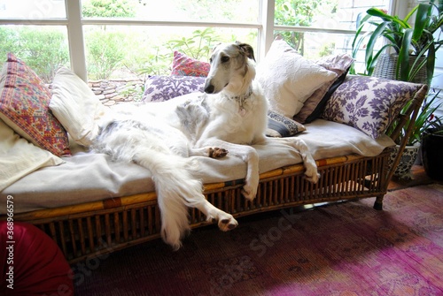 White and grey Russian borzoi dog on the couch by the window in the vintage house