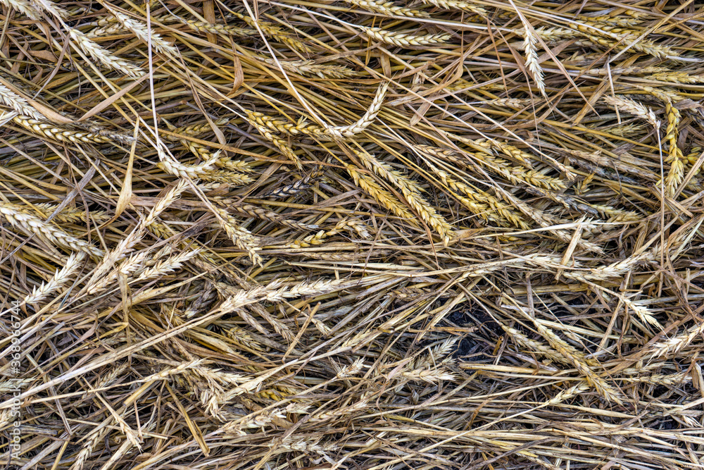 Top view wheat field with. Rich harvest Concept. Top view wheat field with. Rich harvest Concept.