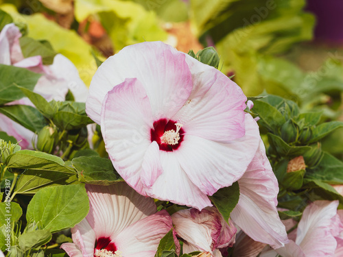 (Hibiscus moscheutos) Close up on big, showy flower of swamp rose-mallow with creamy white petals tinted pink, dark red center and long stamen photo