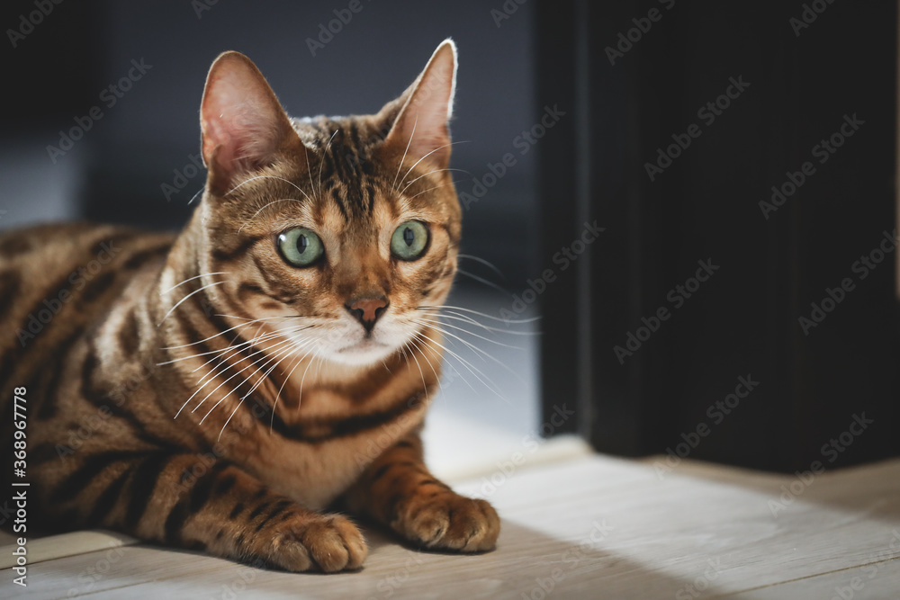 Portrait of a adorable Bengal cat sitting on a floor. Domestic animal. Cute kitty.