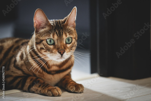 Portrait of a adorable Bengal cat sitting on a floor. Domestic animal. Cute kitty.