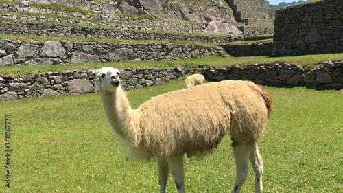 Fluffy and friendly llamas of Machu Picchu. © Amazingness