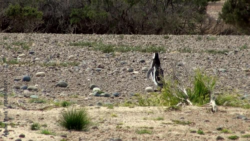 Magellanic Penguin colony of Punta Tombo, one of the largest in the world, Patagonia, Argentina Magellanic Penguin colony of Punta Tombo, one of the largest in the world, Patagonia, Argentina
