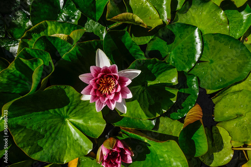 A water lily in a pond