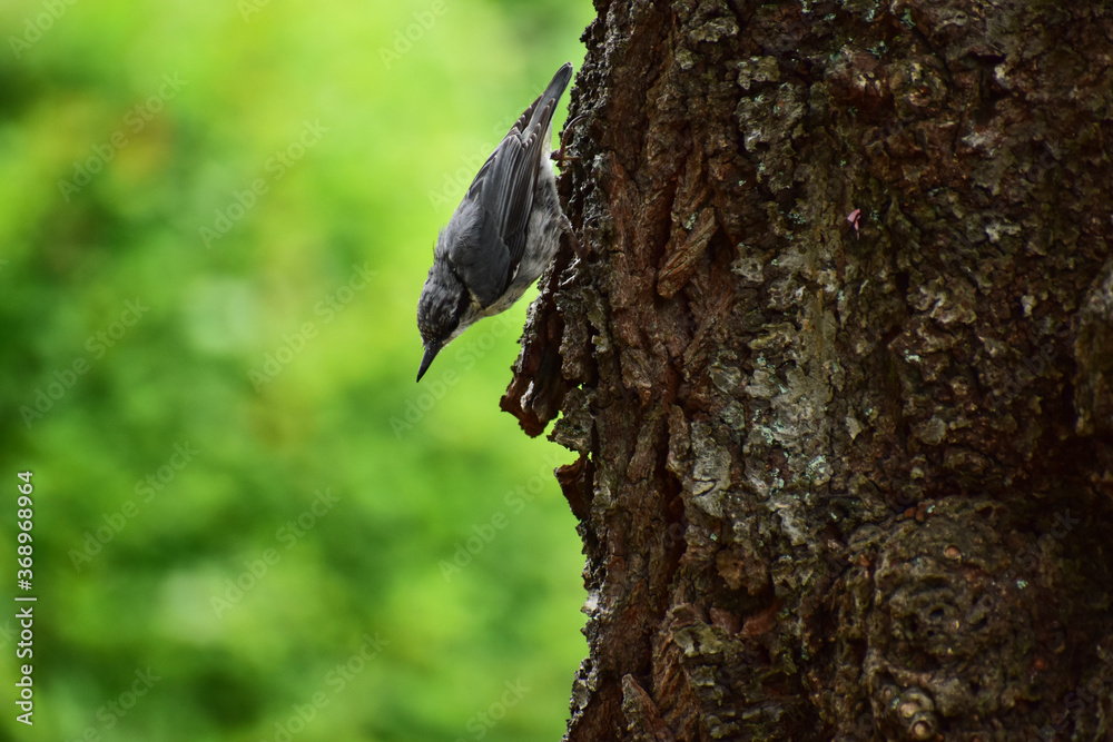 Obraz premium 桜の木に止まる初夏のゴジュウカラ
