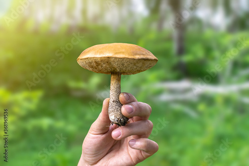 Close-up of a human hand holding a ripe oil mushroom Suillus luteus on a background of green grass and summer forest. Edible mushrooms with a brown cap, natural, vegetarian food ingredient.