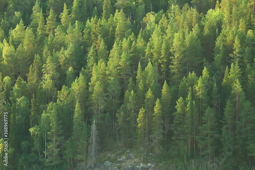 texture coniferous forest top view / landscape green forest, taiga peaks of fir trees © kichigin19
