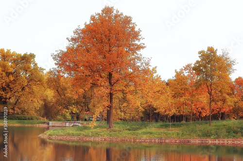 autumn landscape / yellow trees in autumn park, bright orange forest