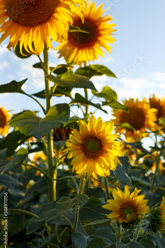 Fototapeta Naklejka Na Ścianę i Meble -  sunflower flowers at the evening field