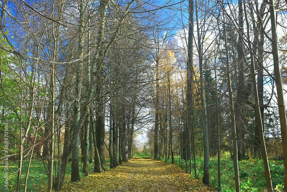 Fototapeta premium landscape pine forest / taiga, virgin forest, landscape nature summer