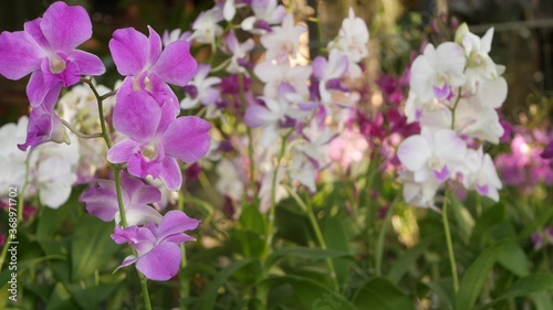 Beautiful lilac purple and magenta orchids growing on blurred background of green park. Close up macro tropical petals in spring garden among sunny rays. Exotic delicate floral blossom with copy space