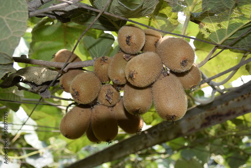   kiwi fruit 