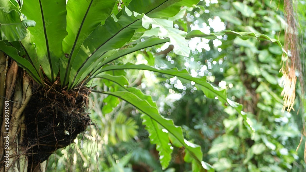 Fern birds nest on banyan. Bright fern birds nest with big green leaves growing up on banyan. Various tropical plants growing in jungle rain forest on sunny day in nature Fern birds nest on banyan. Bright fern birds nest with big green leaves growing up on banyan. Various tropical plants growing in jungle rain forest on sunny day in nature