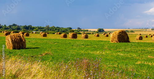Hay Bales on green fields. Yellow rolls of straw.