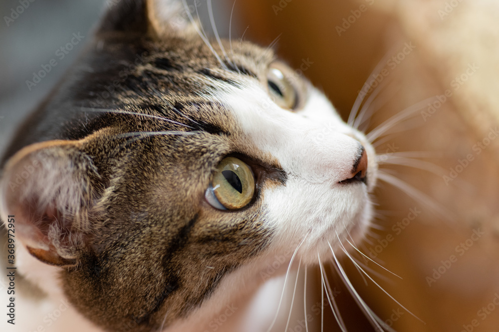 見つめる猫ちゃん キジトラ猫 見つめる猫ちゃん キジトラ猫