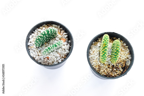 Various of small cantus tree planted in a pot on white background. photo