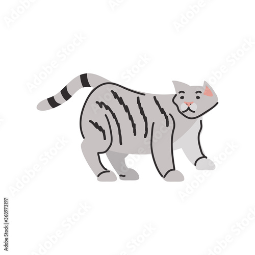 cute domestic cat on white background