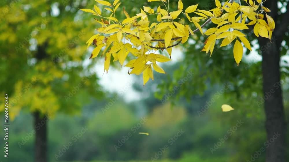 Close shot of yellow branches, falling yellow leaves, slow motion, autumn forest background Close shot of yellow branches, falling yellow leaves, slow motion, autumn forest background