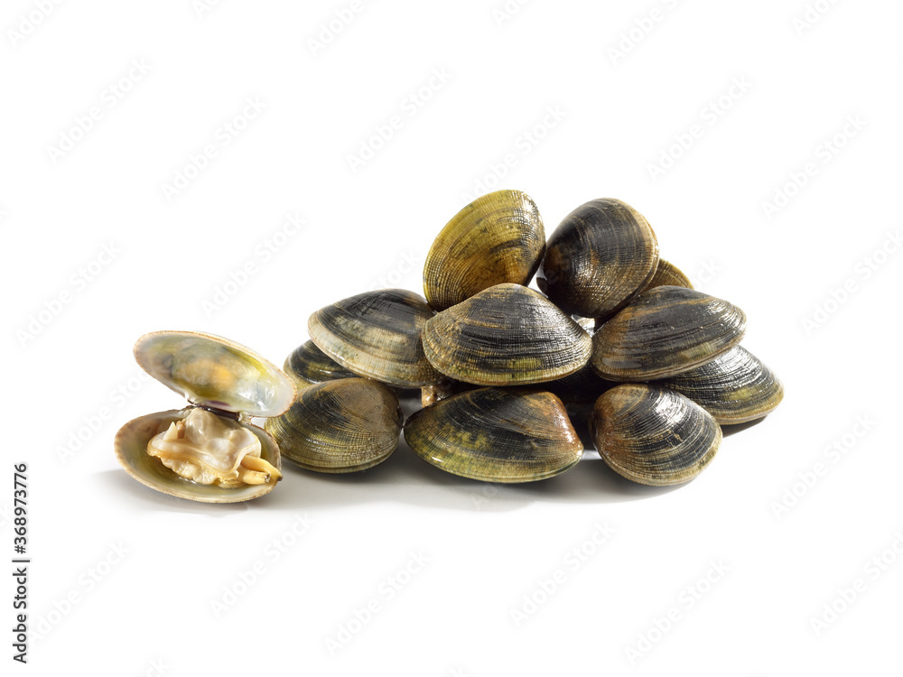 Clams isolated on white background Clams isolated on white background