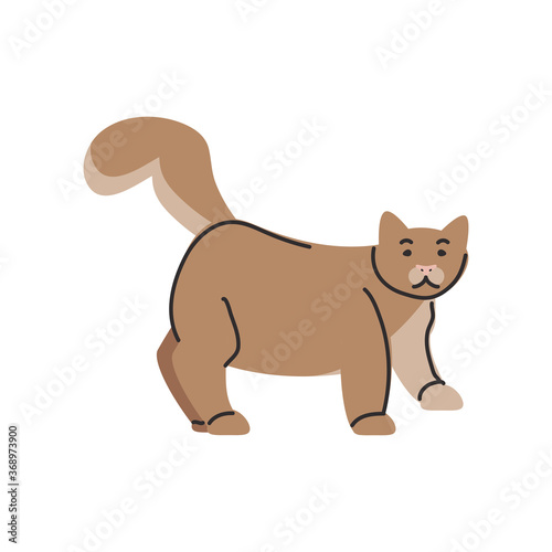 cute domestic cat on white background