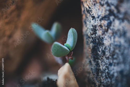 A succulent plant growing in the cracks between two rocks