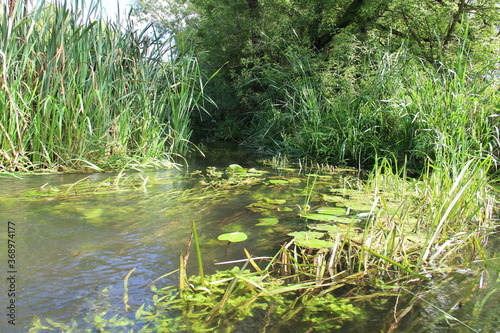 grass and water