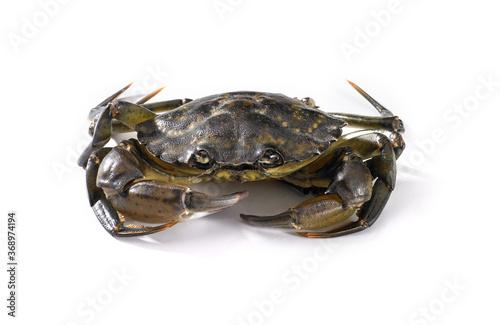 Green crab on white background
