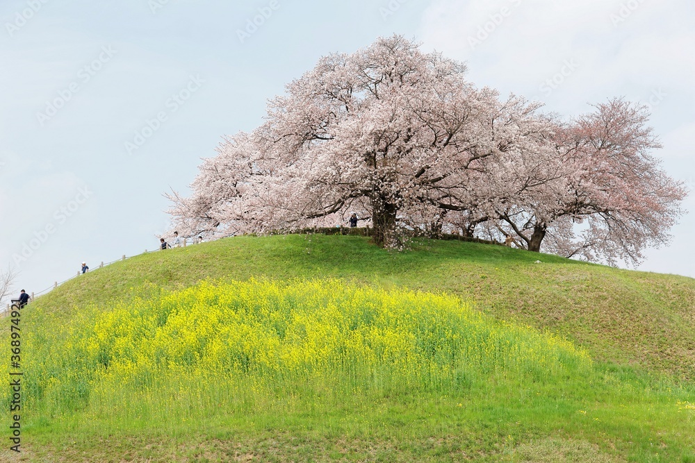 Tourists climbing up a flight of steps to the hilltop with beautiful cherry blossom trees on green grassy meadows~Spring scenery of idyllic Japanese countryside during sakura season in Saitama, Japan Tourists climbing up a flight of steps to the hilltop with beautiful cherry blossom trees on green grassy meadows~Spring scenery of idyllic Japanese countryside during sakura season in Saitama, Japan