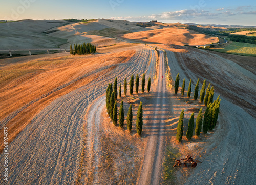 Canvas Print Tuscan cypress trees from the air
