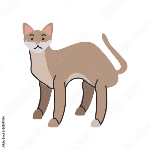 cute domestic cat on white background