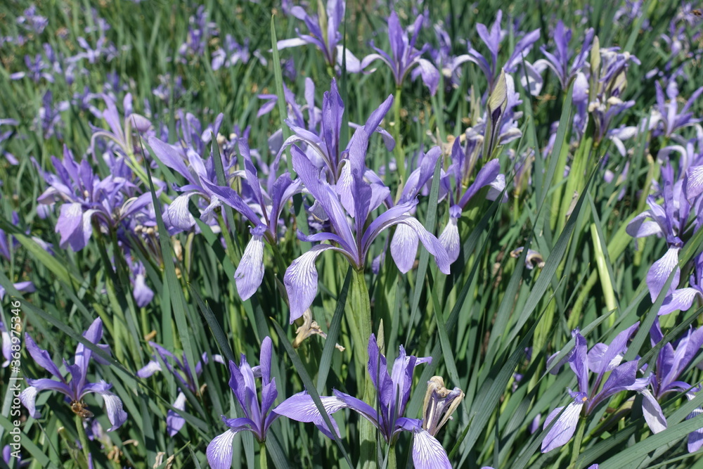 Lots of light violet flowers of Iris sibirica in May Lots of light violet flowers of Iris sibirica in May