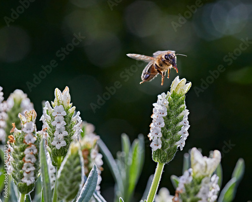 Spring summer autumn has a large variety of bee and pollinator species, flying from flower to plant eating nectar, gathering pollen, cross pollinating ensuring plants ecosystem continues annual cycle. photo