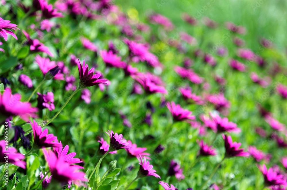 Close-up view of beautiful purple Chrysanthemum flowers blooming among green leaves ~ Spring scenery of lovely wild flowers Close-up view of beautiful purple Chrysanthemum flowers blooming among green leaves ~ Spring scenery of lovely wild flowers