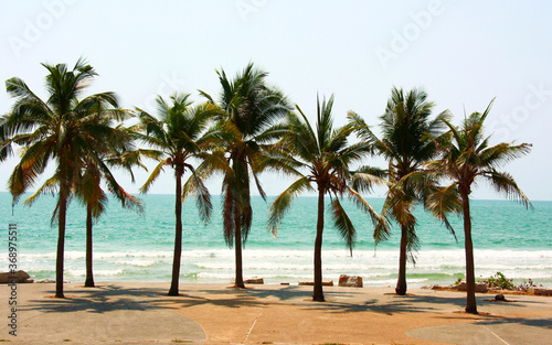 Palm and coconut trees on the beach at Rayong Thailand
