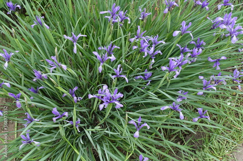 Top view of violet flowers of Iris sibirica in May