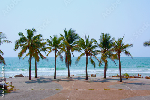 Palm and coconut trees on the beach at Rayong Thailand