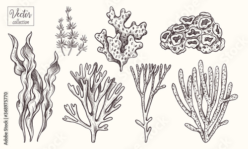 Corals and seaweed. Vector Hand Drawn. Sketch Botanical Illustration. Underwater flora, sea plants. Line art clipart